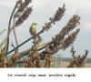 Soorten vogels
