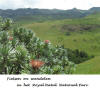 Royal Natal National Parc