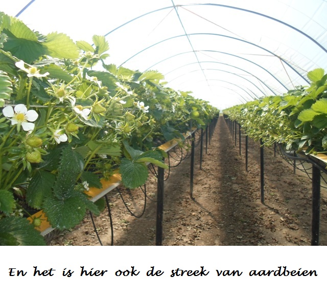 Aardbeien