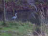 Brielmeersen (98).jpg (199072 bytes)