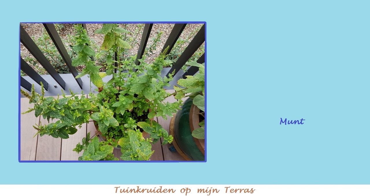 Menu in foto's