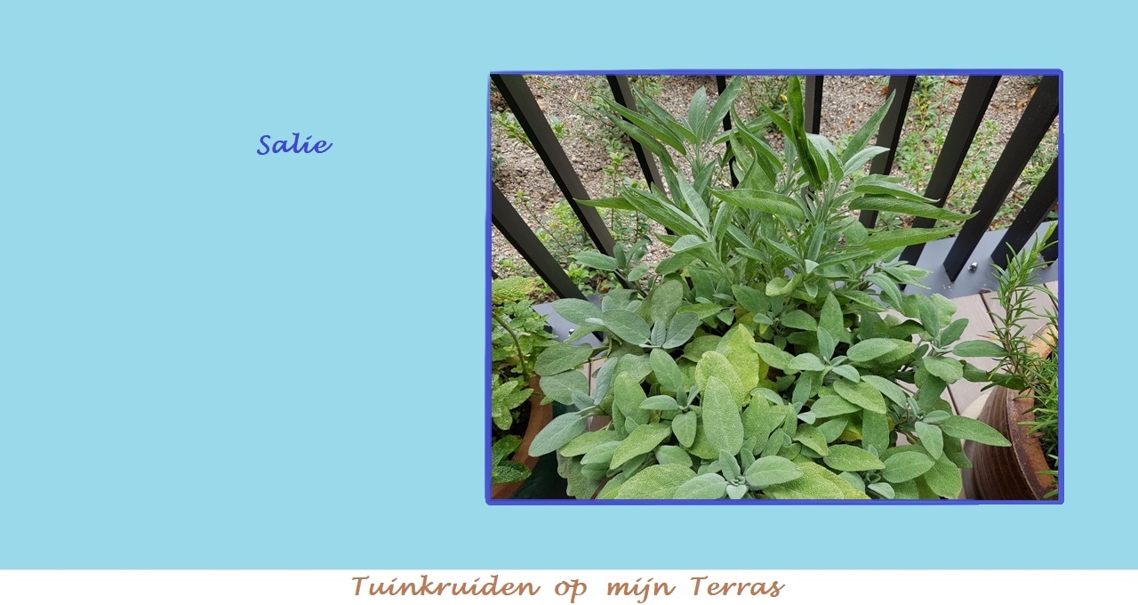 Menu in foto's