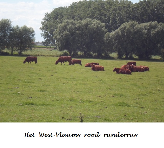 Fietsreis Vlaanderen