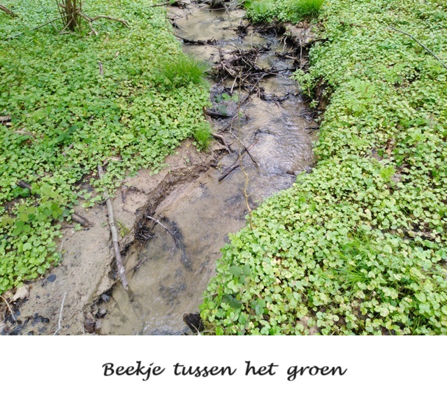 Muziekbos